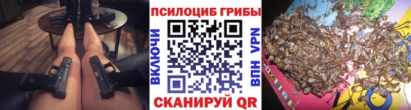 магазин продажи   Сланцы  Псилоцибиновые грибы Psilocybine cubensis 